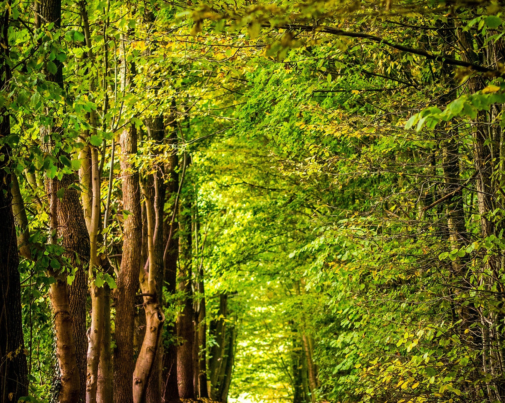 Forest Bathing: The Healing Ritual You Didn’t Know You Needed