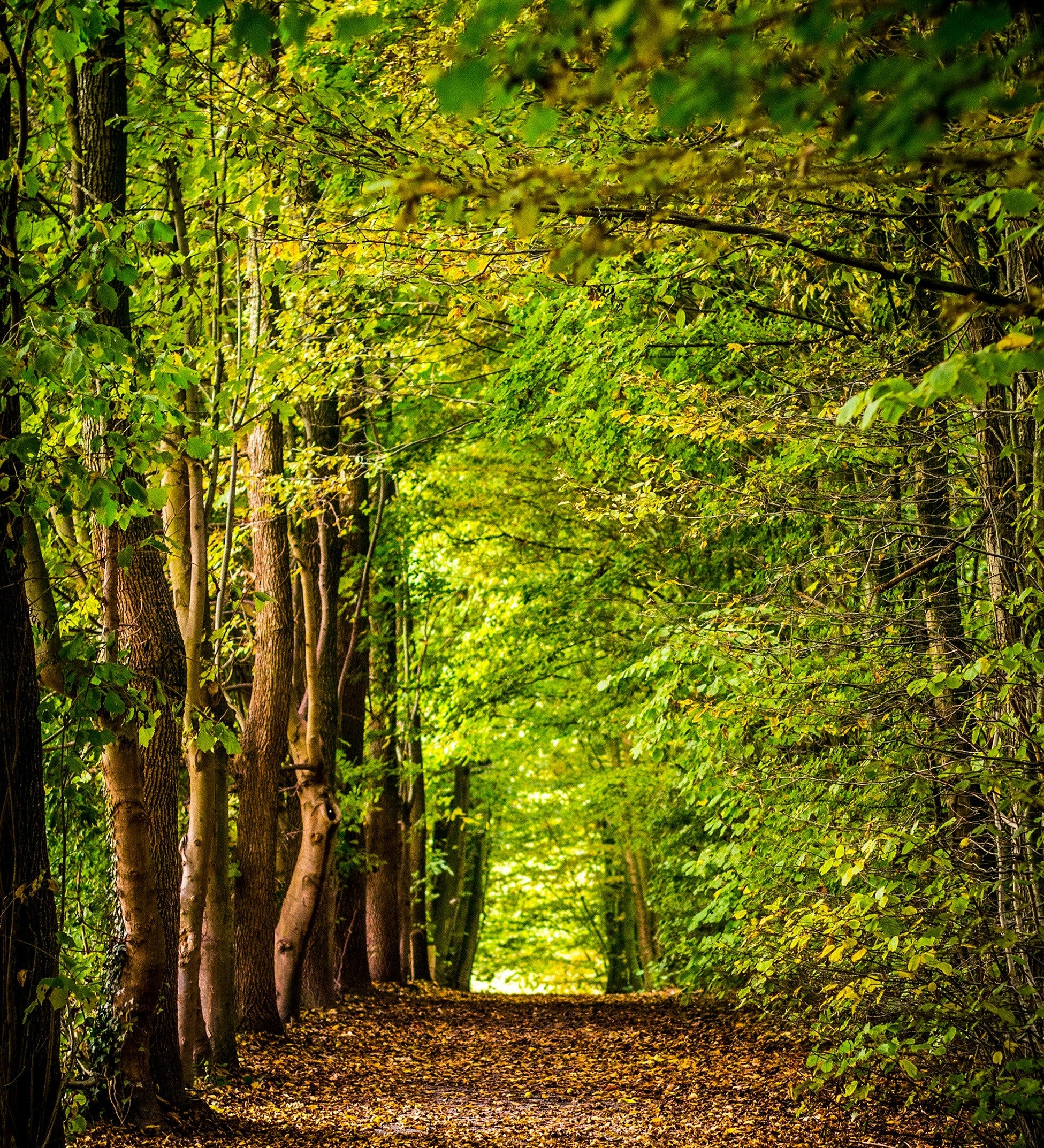 Forest Bathing: The Healing Ritual You Didn’t Know You Needed