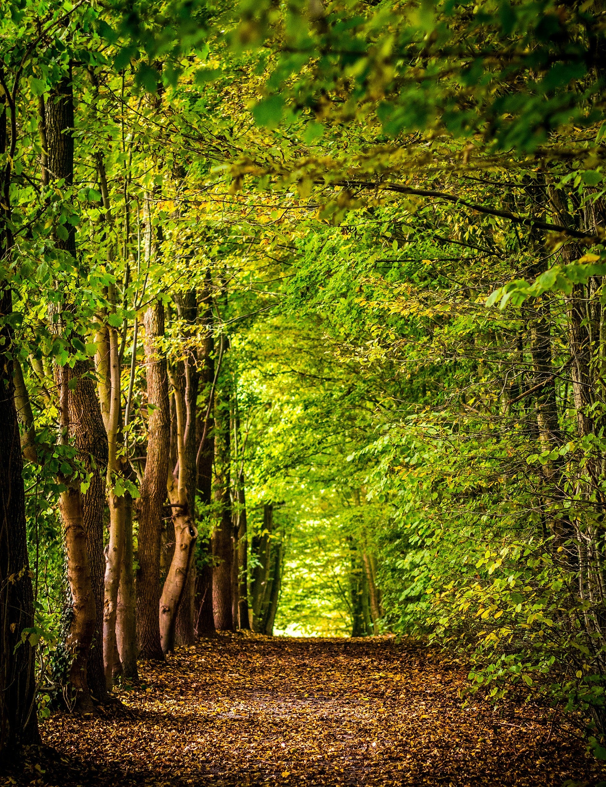 Forest Bathing: The Healing Ritual You Didn’t Know You Needed