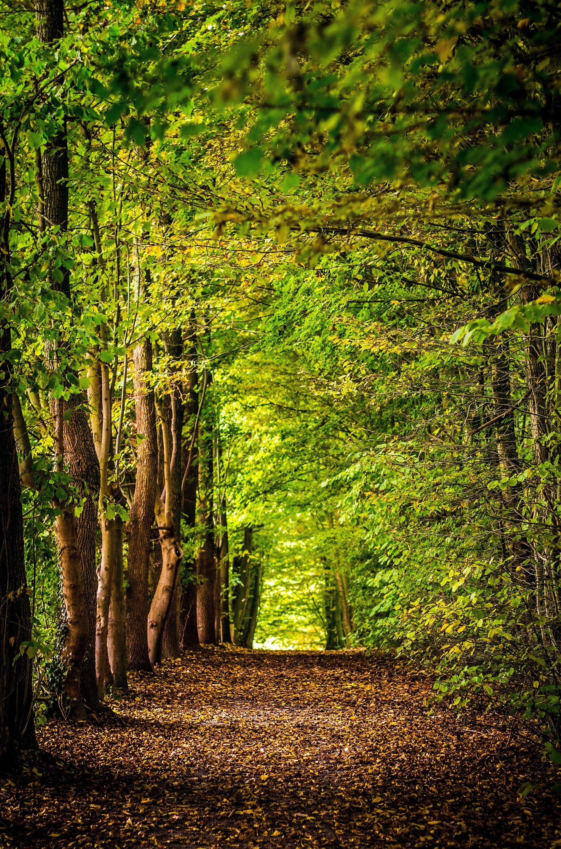 Forest Bathing: The Healing Ritual You Didn’t Know You Needed