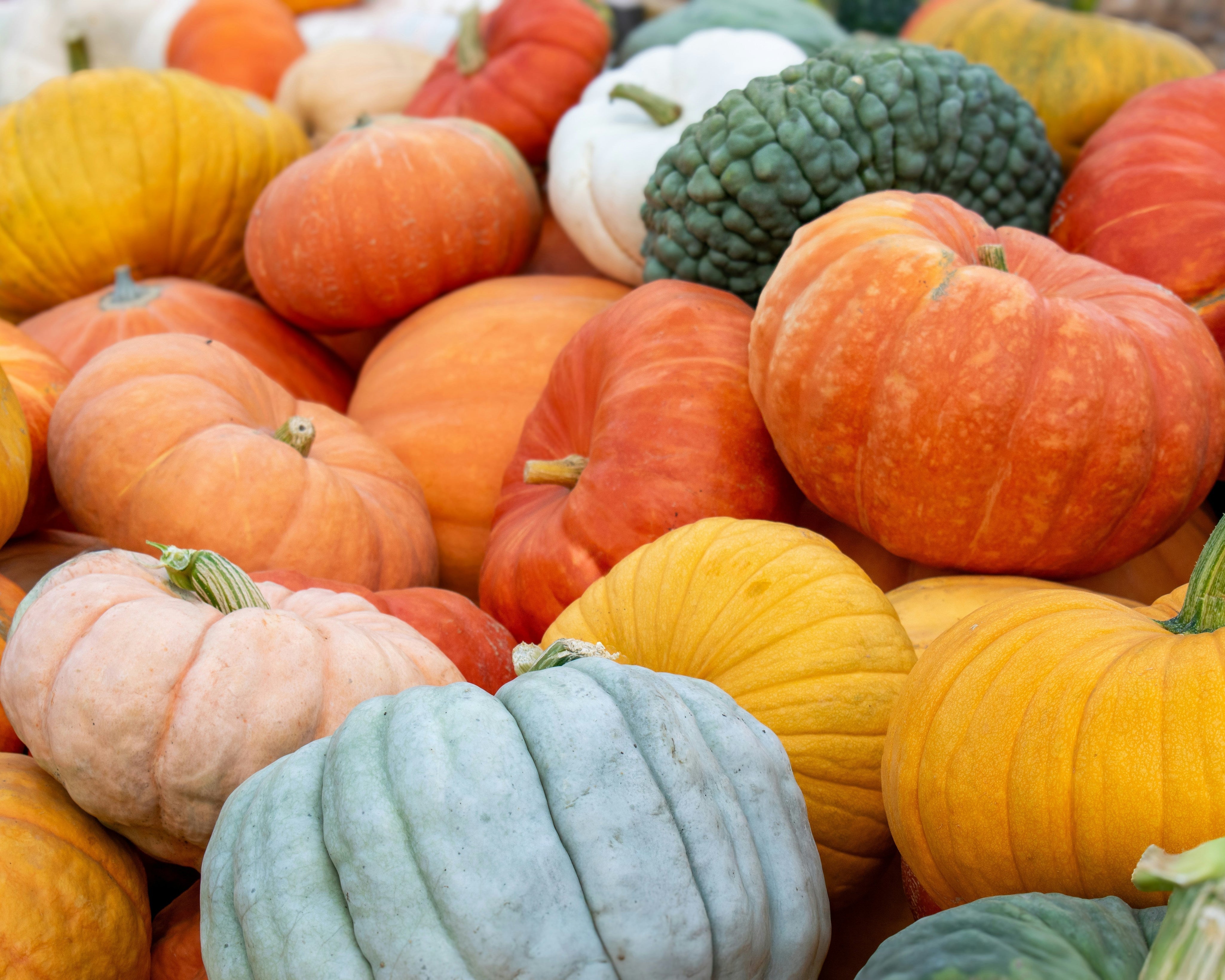 Fall’s Plant-Based Harvest: What to Eat for Nourishment + Balance