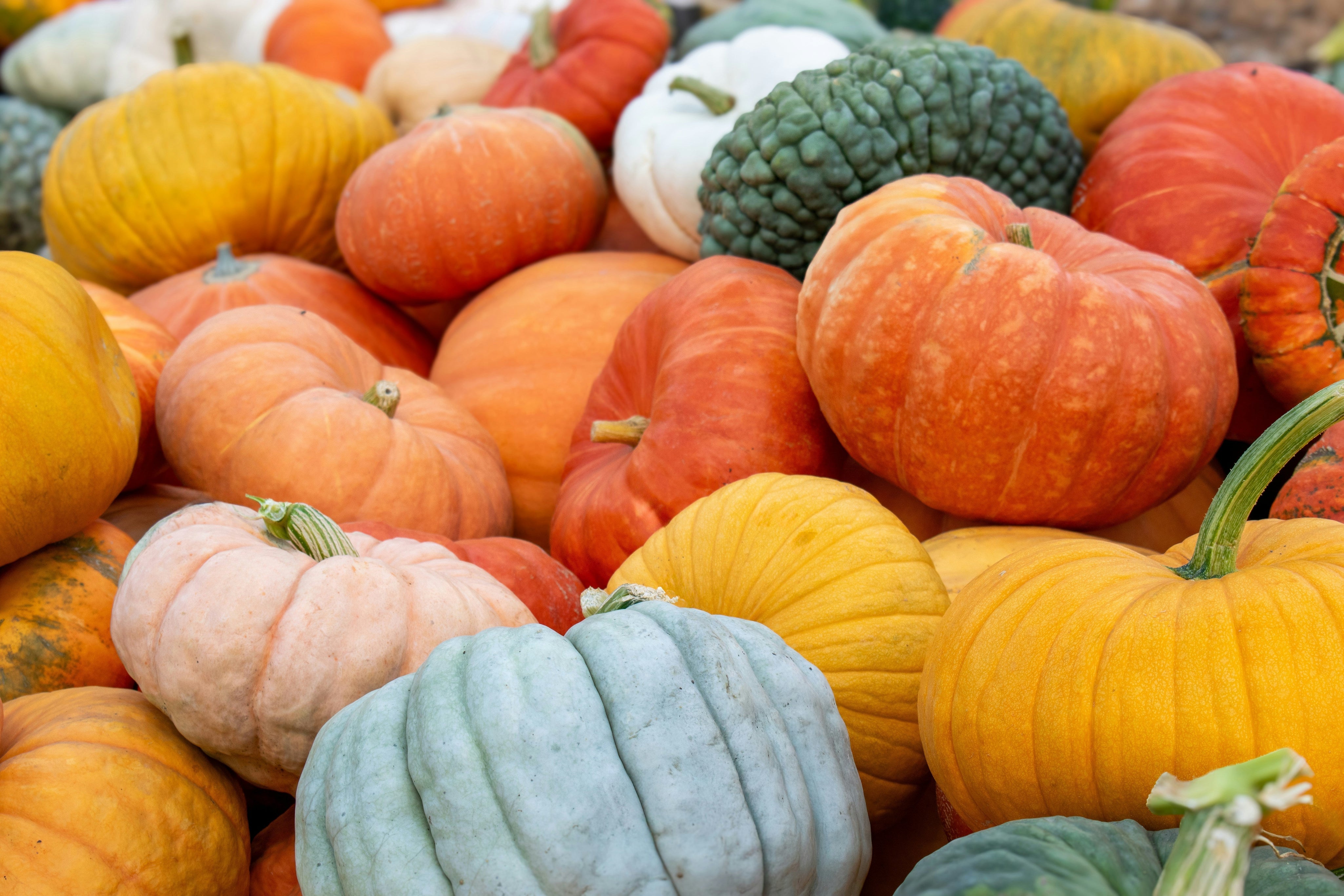 Fall’s Plant-Based Harvest: What to Eat for Nourishment + Balance